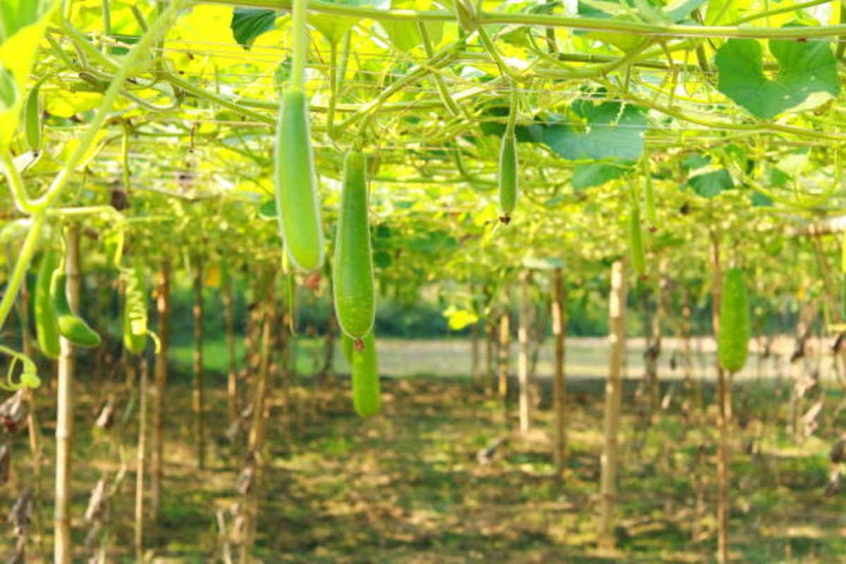 Organic Farming