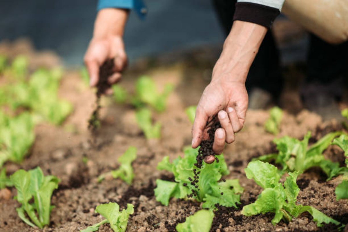 Organic Fertilizer Method