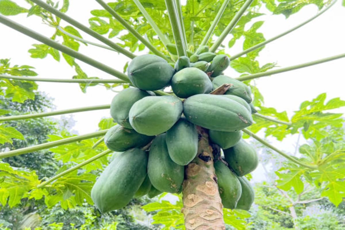 Papaya gardening tips