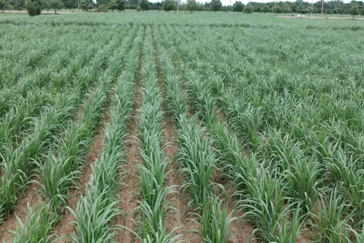 Pinneal Grass Jowar Farming