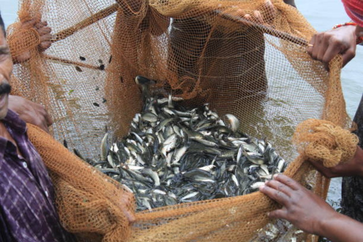Profitable Fish Farming Tips