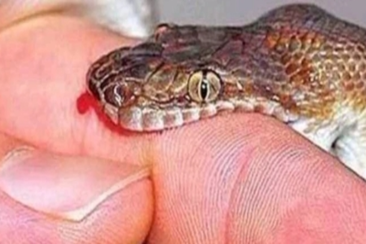 No Deaths from Snake Bites