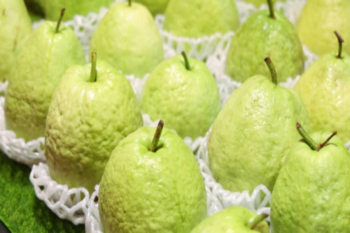 Taiwanese Guava Farming