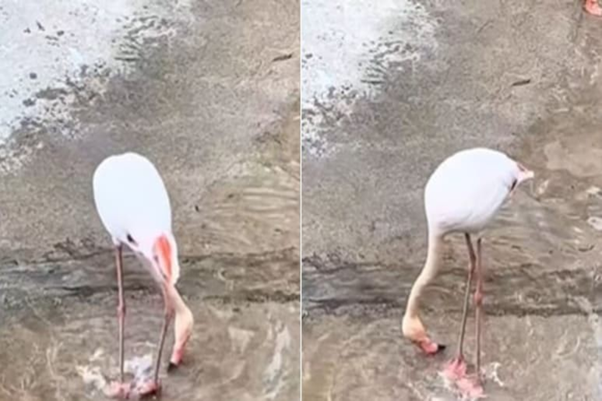 Heron Dancing Viral Video