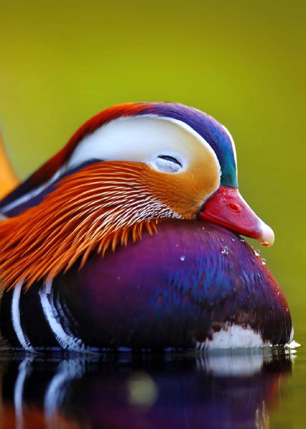 Unique Duck Found Its Colour