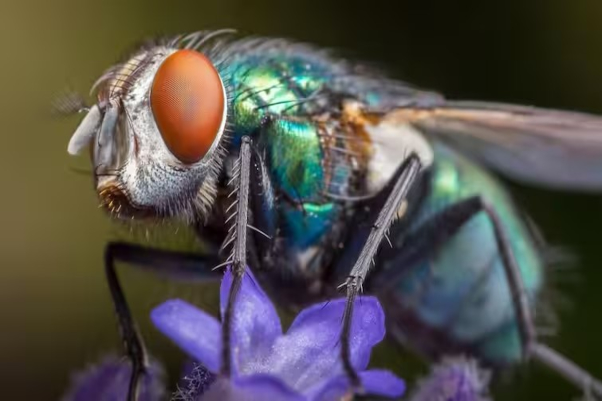 Fly Vomit Before Eating