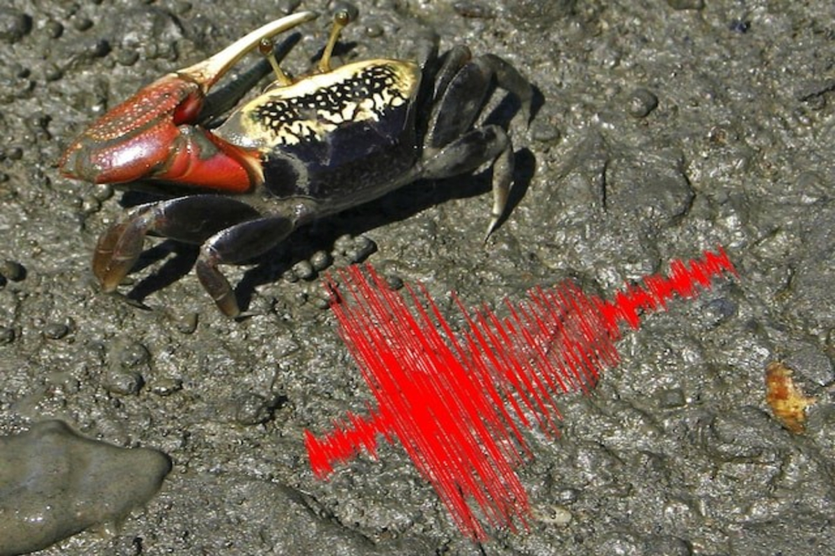 Crabs Use Seismic Signals for Love