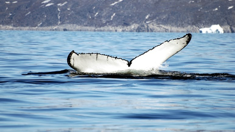 Rare Albino Killer Whale Viral Video