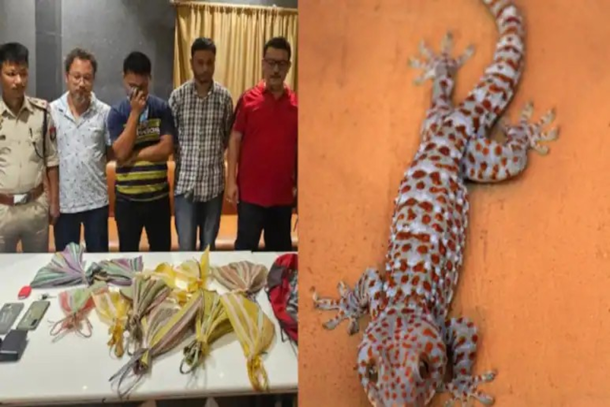 Tokay Gecko Lizards Seized In Assam
