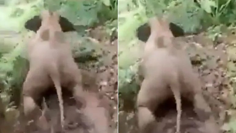 Baby elephant slides down hill video