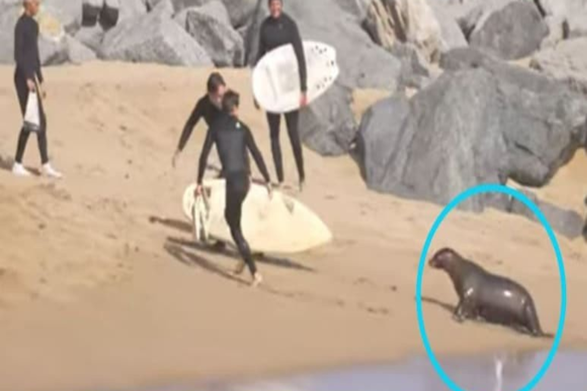 California sea lion attack video