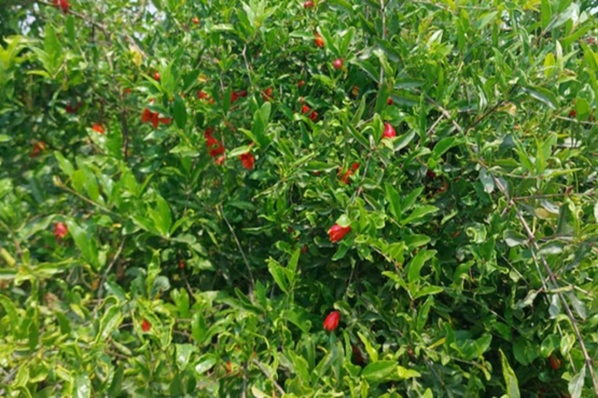 Pomegranate farming success story