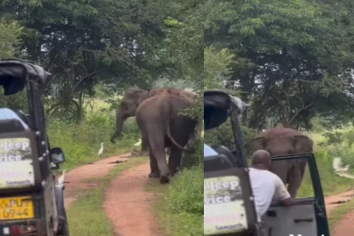 Guide Controls Elephant Video
