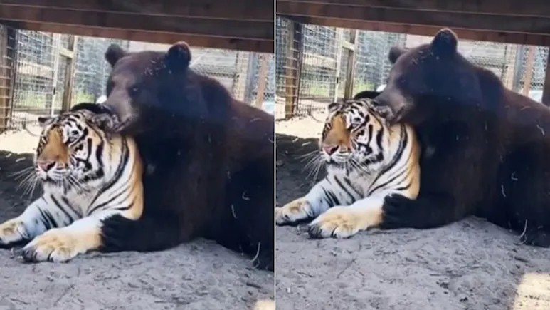 Bear hugs with tiger viral video