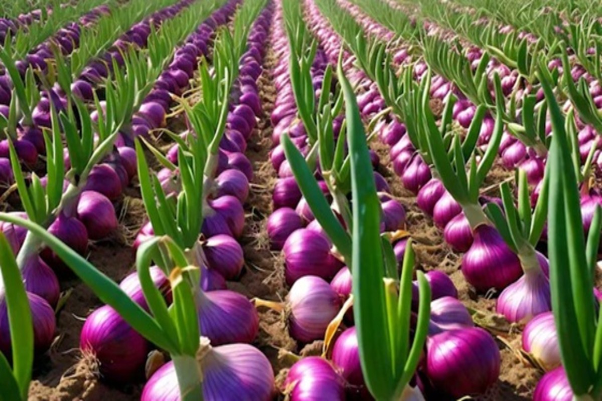 Onion farming tips