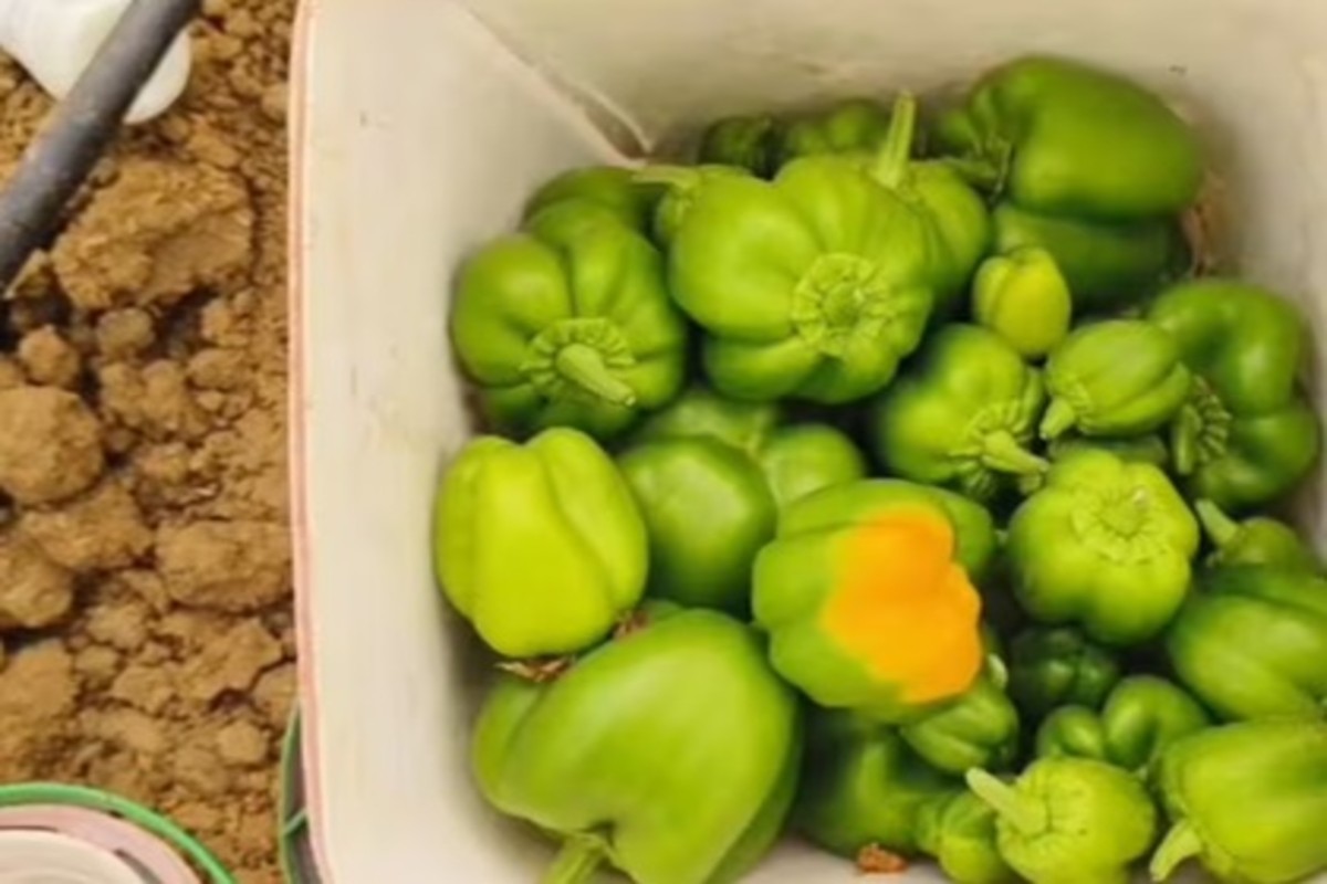 Capsicum farming