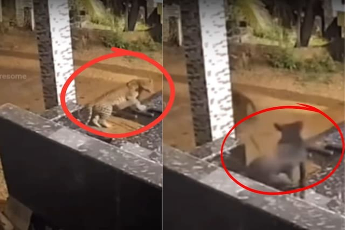 Cheetah Runs from Dog Video