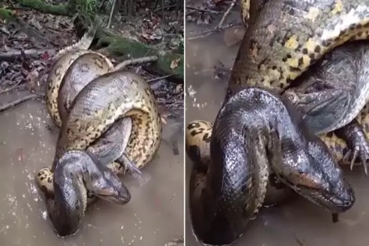 Anaconda vs Crocodile Viral Video