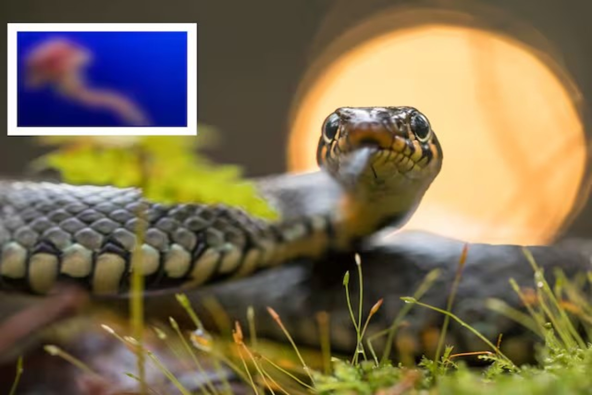 Worlds Most Dangerous Creature