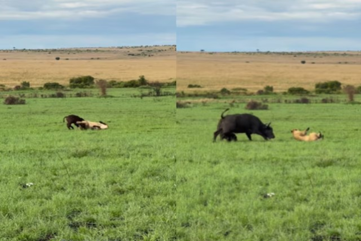 Brave Buffalo Saves Calf Video