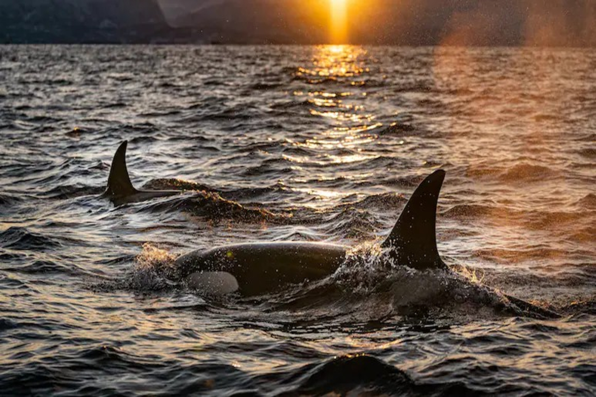 Orcas attack blue whale video