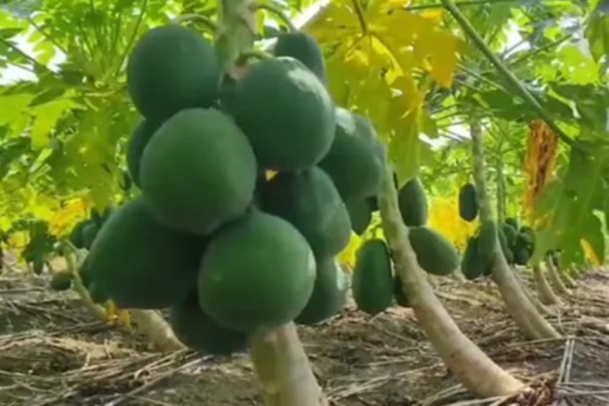 Cultivation of Taiwanese Red Lady papaya