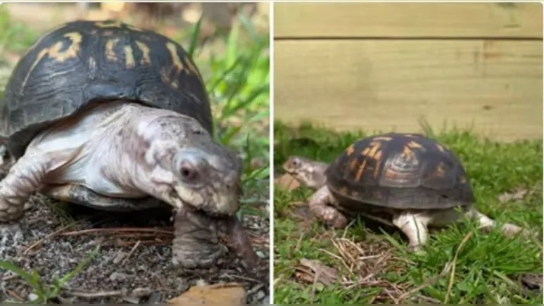 Rockalina turtle viral video