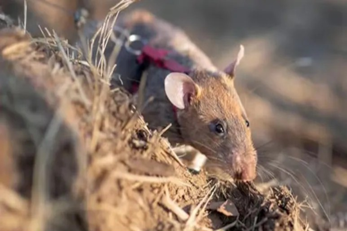 Sniffer Rats Amazing Record