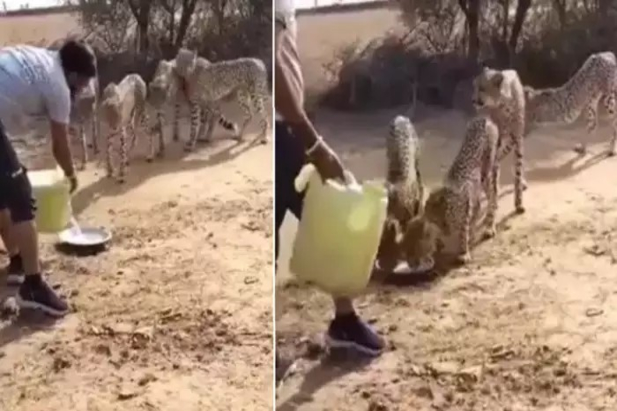 Man Pours Water For Kuno Cheetahs Video