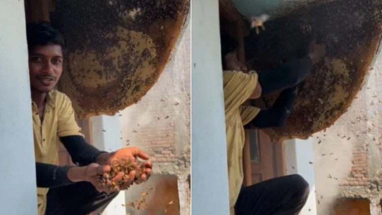 Man put his hand in beehive video