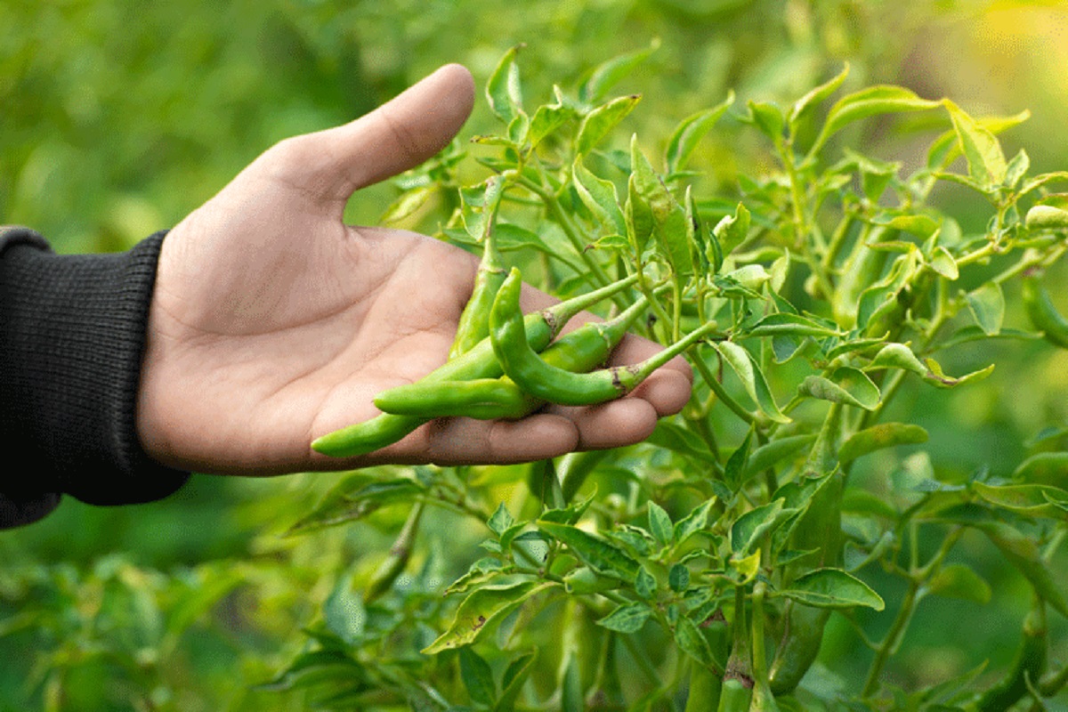 Green Chilli Benefits