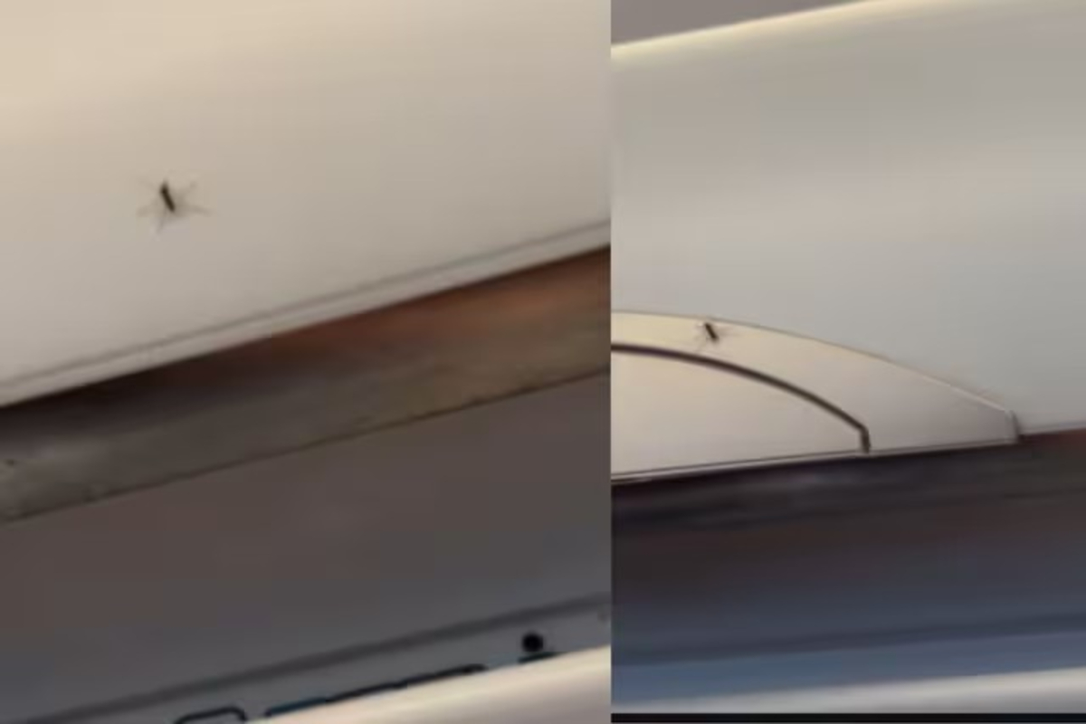 Mosquitoes army trouble passengers in flight