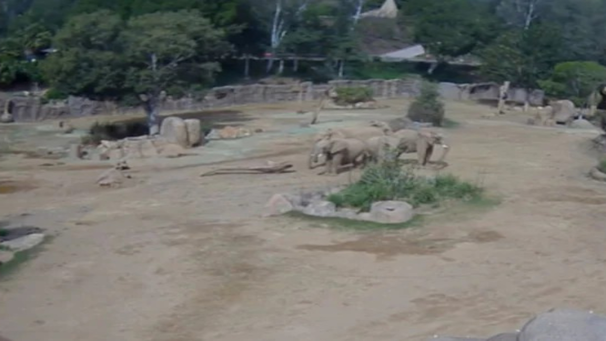 San Diego Zoo Earthquake Video