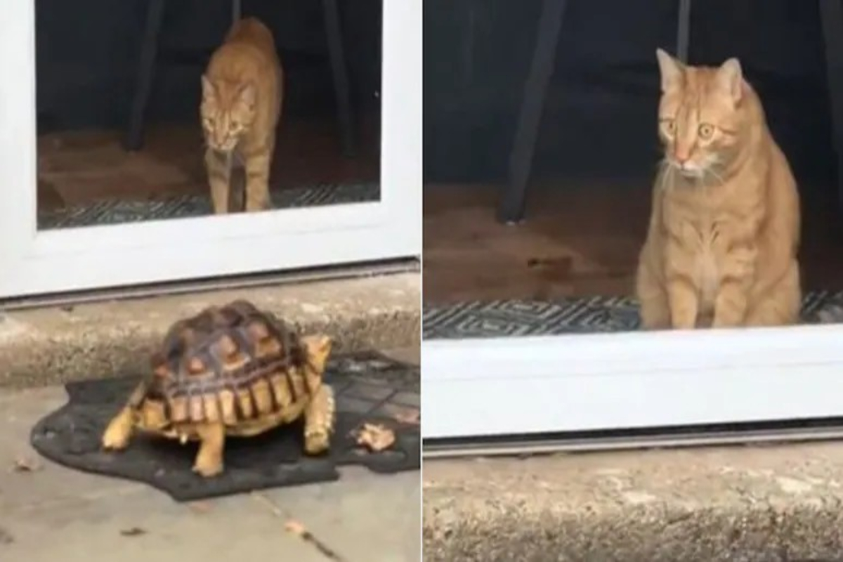 Cat Funny Reaction on Tortoise