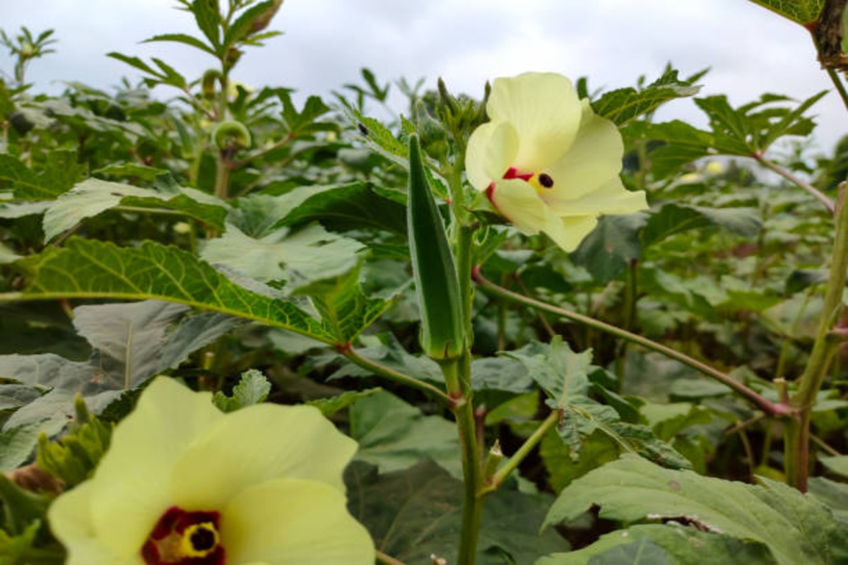 Okra Farming Tips