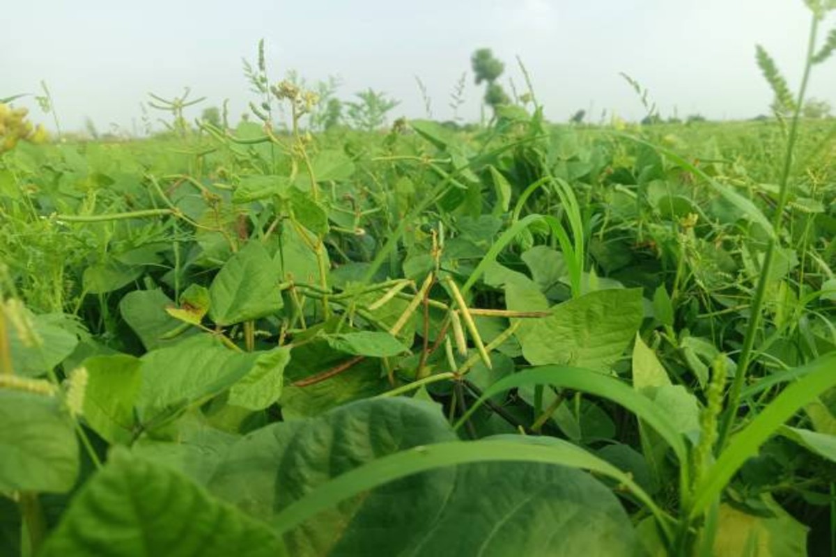 Moong Farming Tips