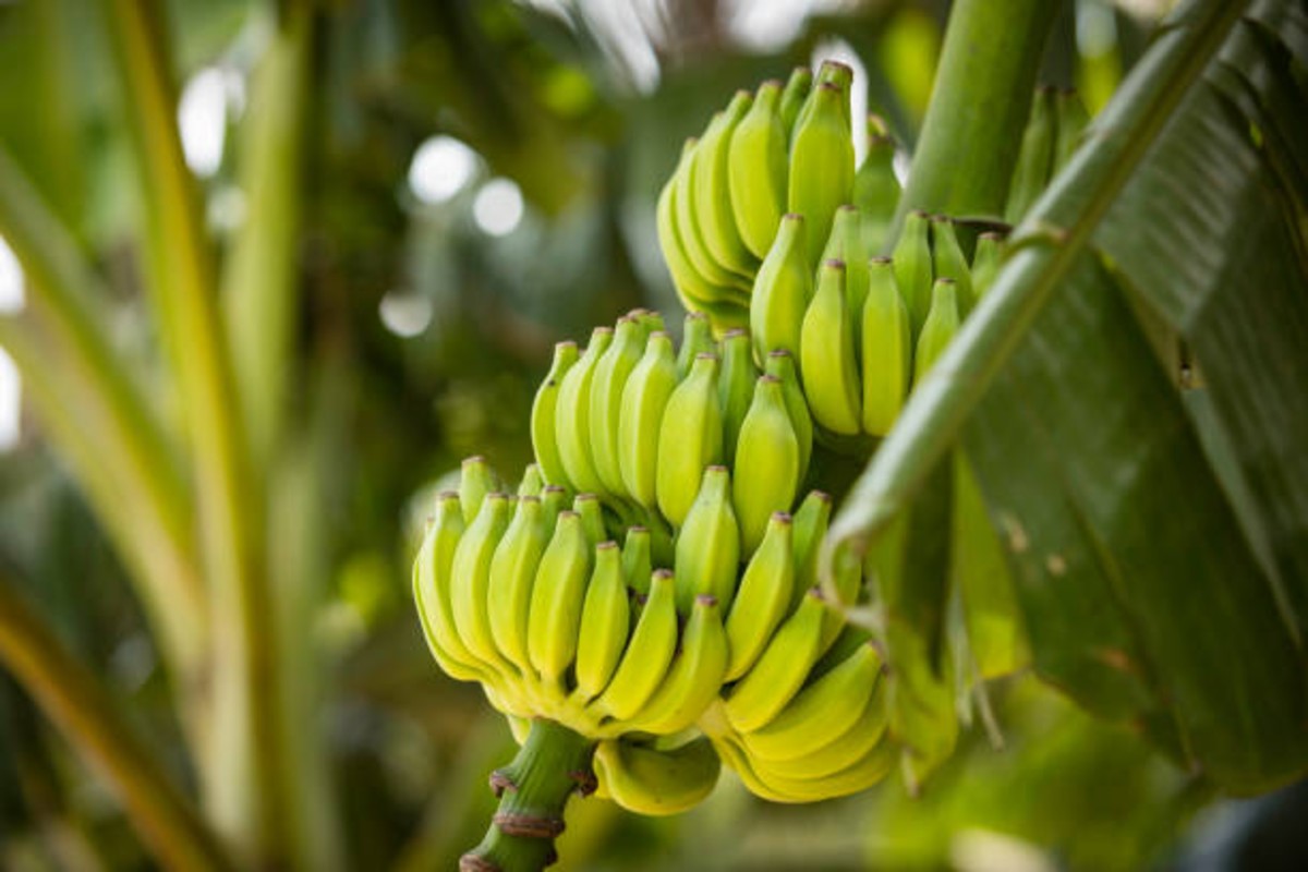 Banana Farming Subsidy