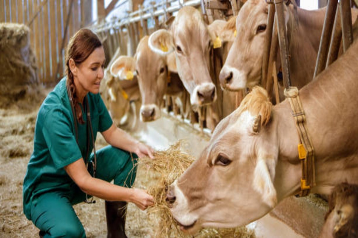 Dry Fodder For Cattle