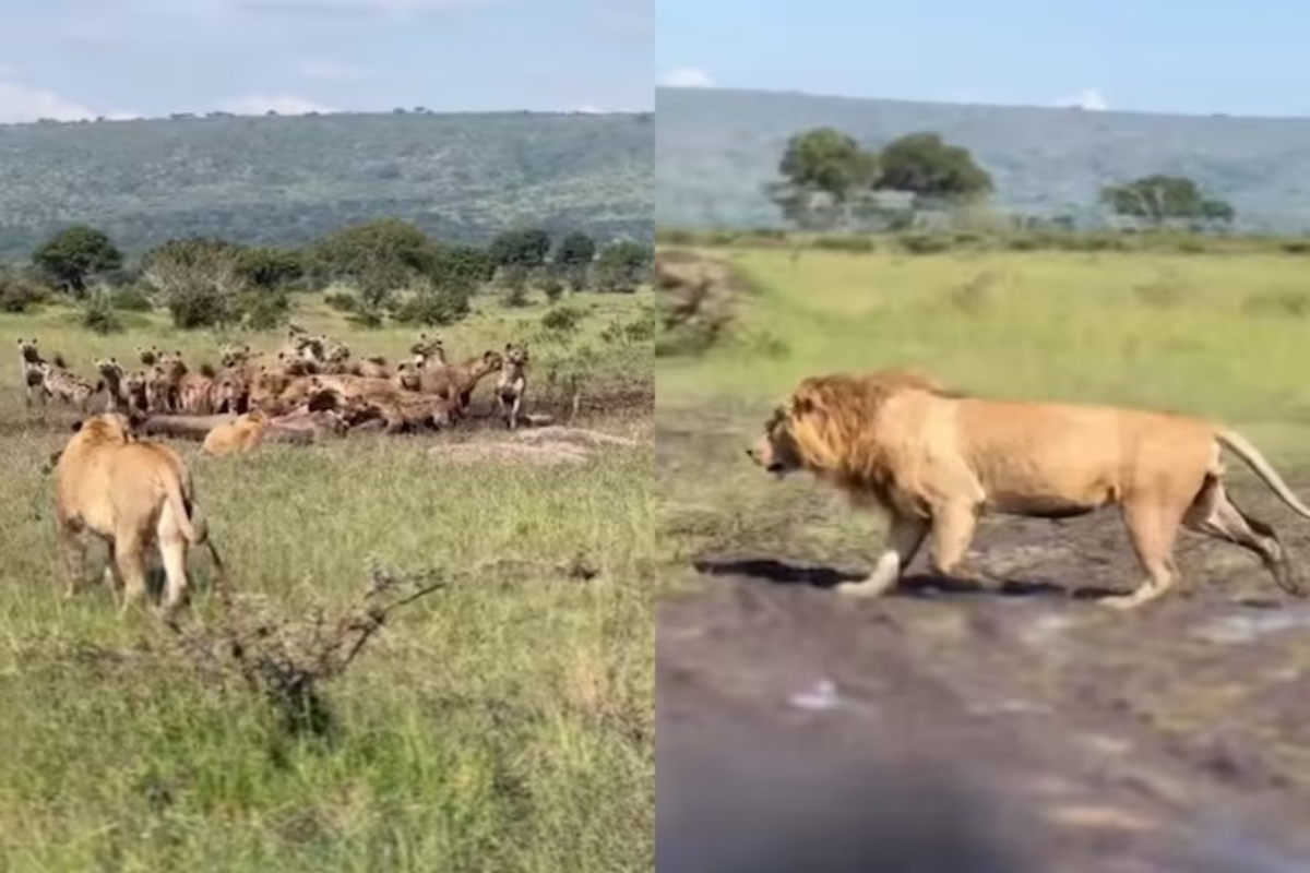 Lion attack hyenas viral video