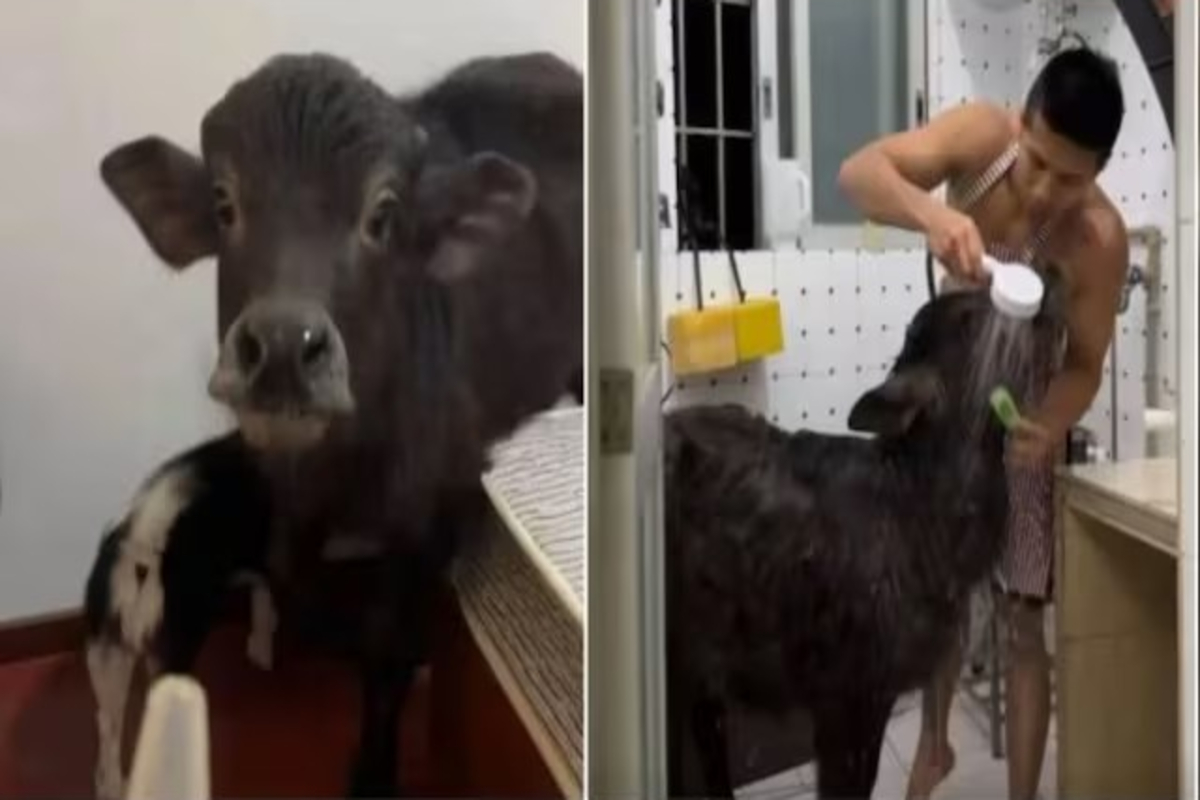 Buffalo Kept in the House