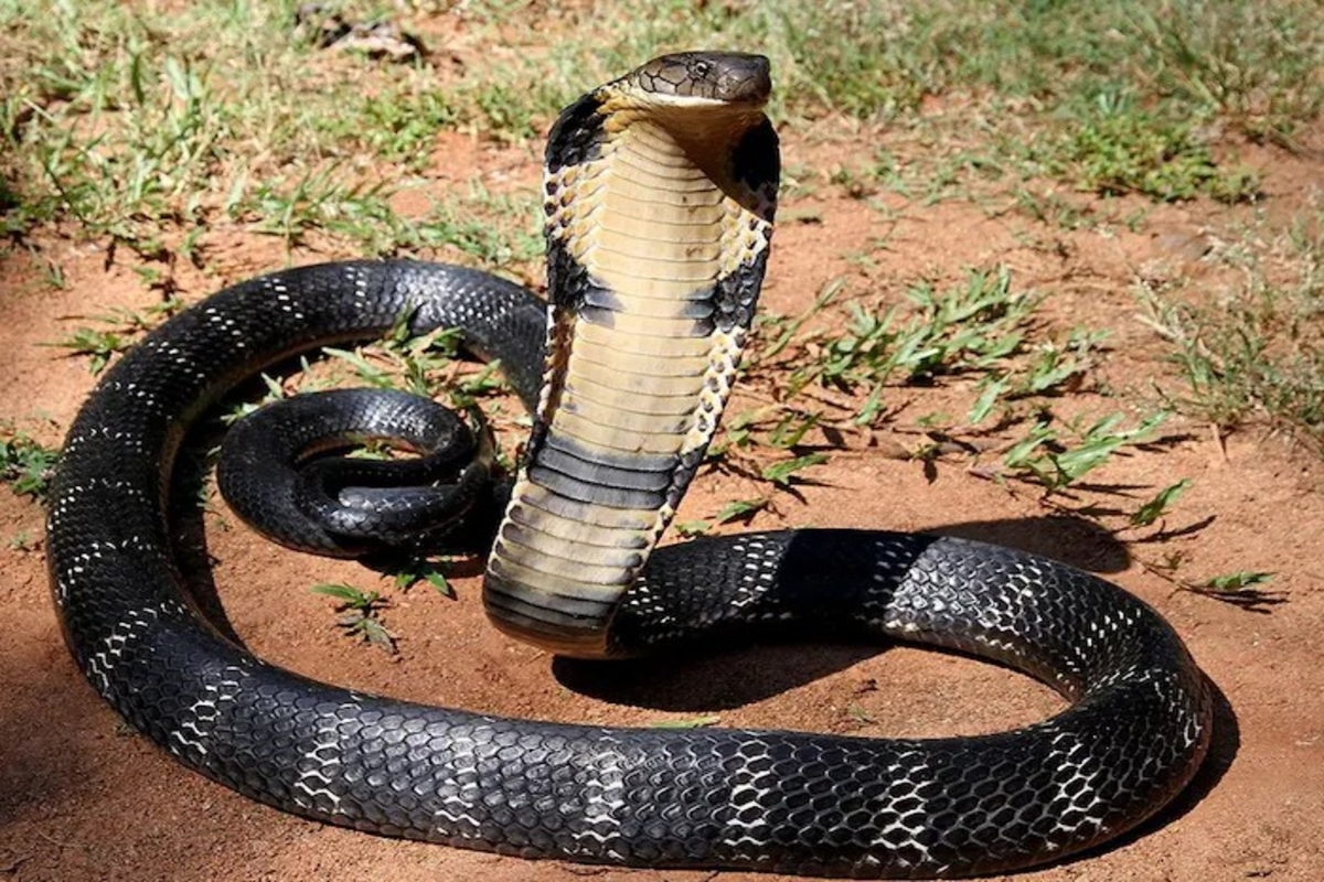 How To Stay Safe From Cobra