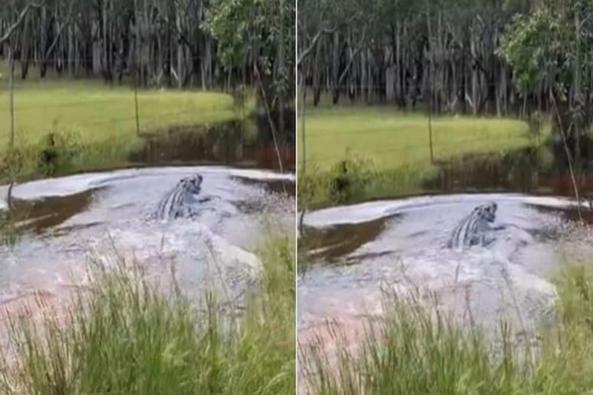Man Chases Crocodile Viral Video