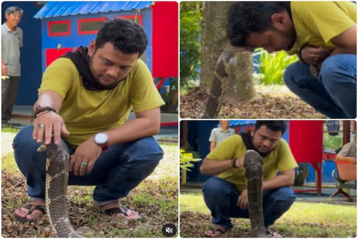 Man Calmly Handles Deadly Cobra Video