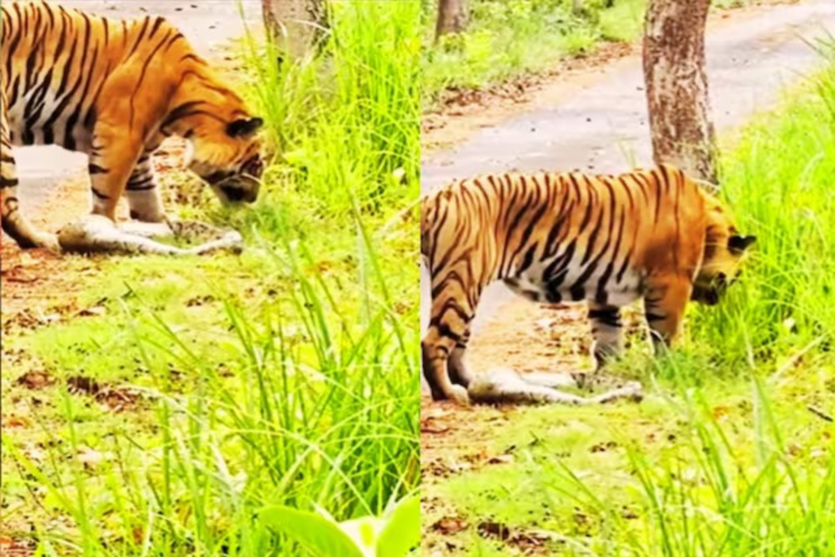 Tiger grazing grass video