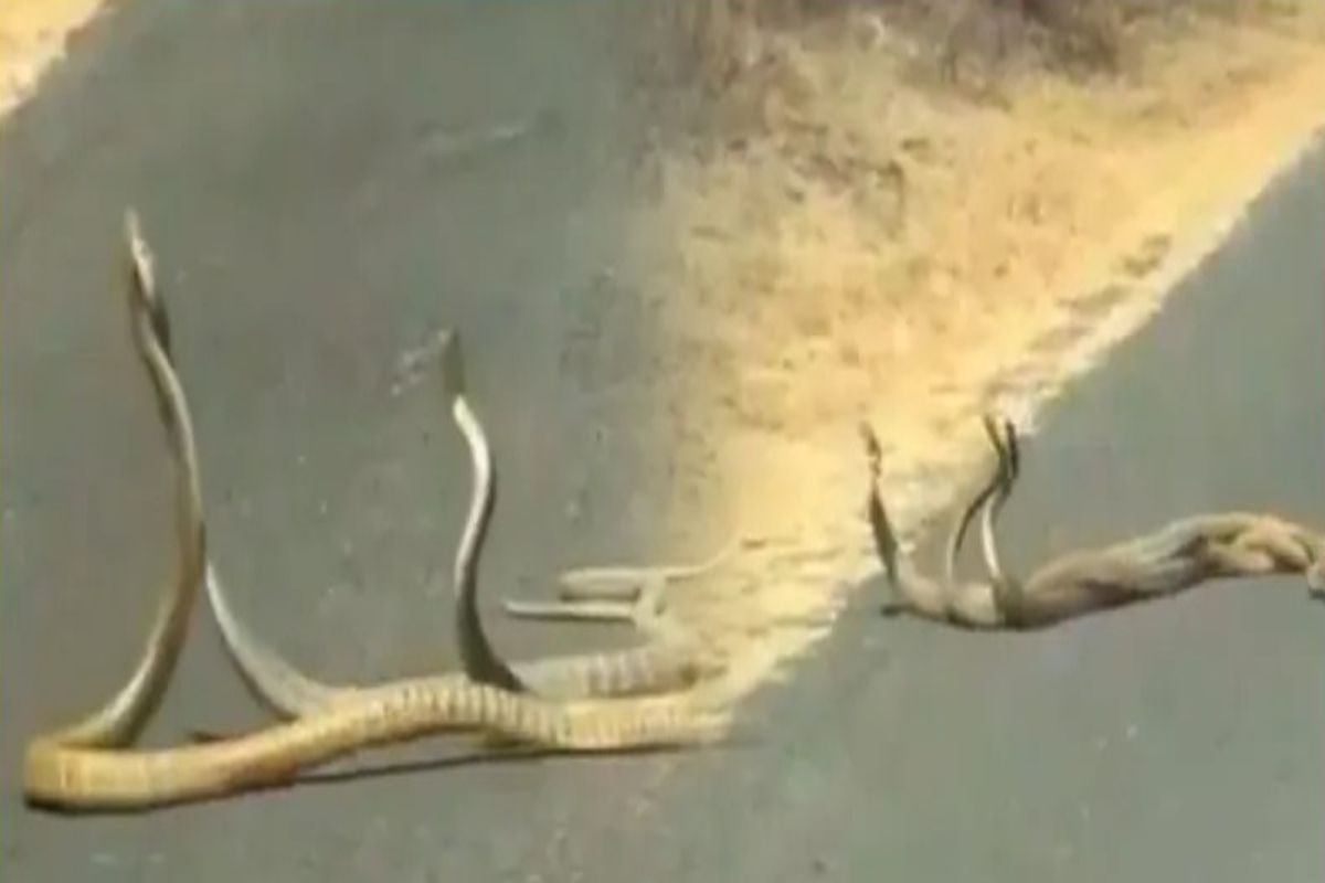 Snakes on Road Viral Video