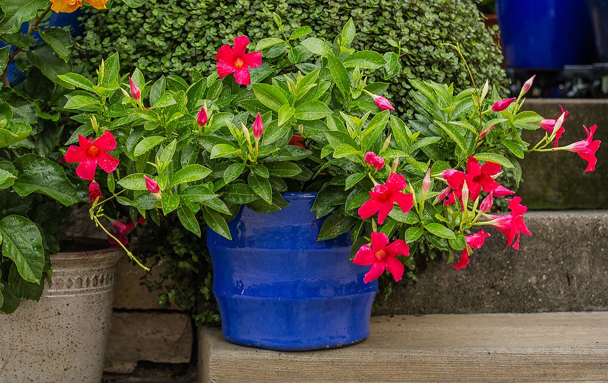 Mandevilla