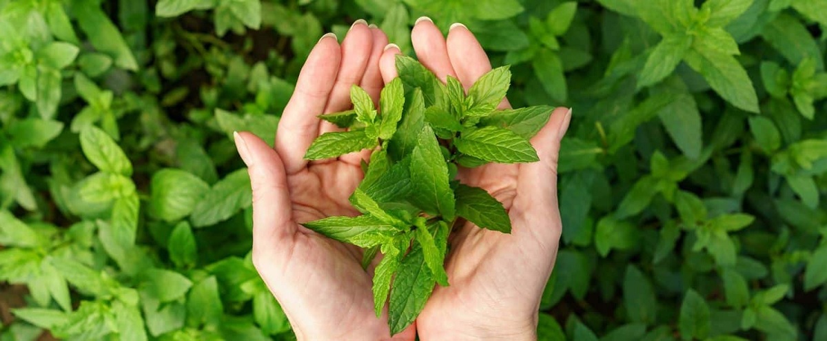 Mint Benefits