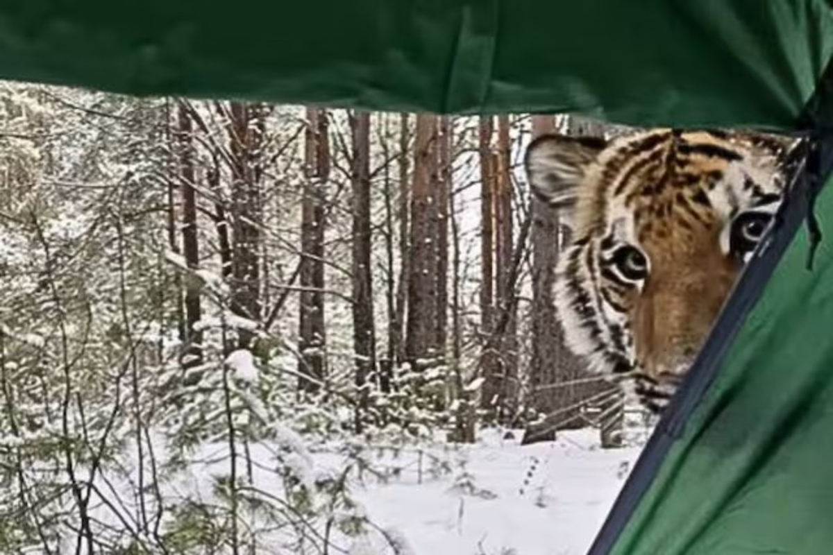Tiger Enters Tent Video