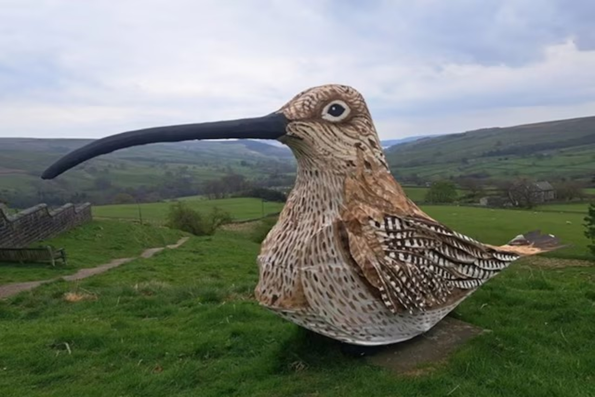 Man dresses as curlew bird walks 85km