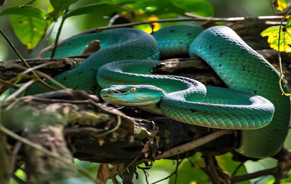 Worlds Largest Snake